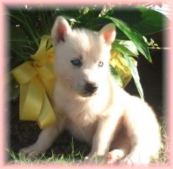 Siberian Husky Puppies Registered For Sale